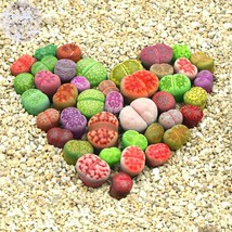 Fresh Seeds Lithops Mixed 10 Types Of Living Stones Seeds 10 Seeds Mixed Green R - $10.32