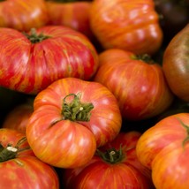 Big Rainbow Tomato Seeds Indeterminate Open Pollinated Garden Tomatoes Rainbow T - £7.76 GBP