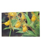 Postcard Yellow Lady&#39;s Slipper Cypripedium Pubescens Wildflowers Mountains - $4.88