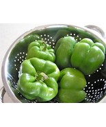 SDC 200 Sweet Green California Wonder Bell Pepper Capsicum Annuum Easy Grow - $20.96 CAD