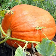 Bloomys Big Max Pumpkin Seeds 10 Vegetable Garden Avg Weight 50-100 Lbs Seeds - £8.00 GBP