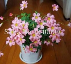 Oxalis Wood Sorrel Flower Seeds Pink Garden Fresh USA Store - £6.74 GBP