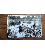 1950&#39;s Postcard Real Photo Blue Heron At Jungle Garden Louisiana Swamp P... - $9.89