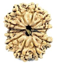 Super Collector Size 10 Mukhi Rudraksha - Nepal - 29.70 mm - IGL Certified - $173.25