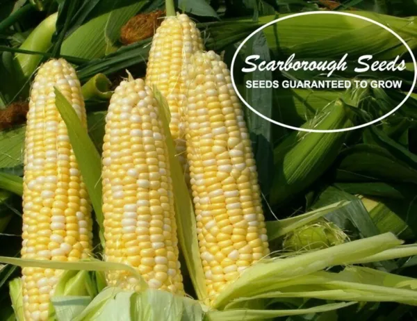 Scarborough Seeds Bicolor Corn (Peaches And Cream) 25 Seeds - £7.17 GBP