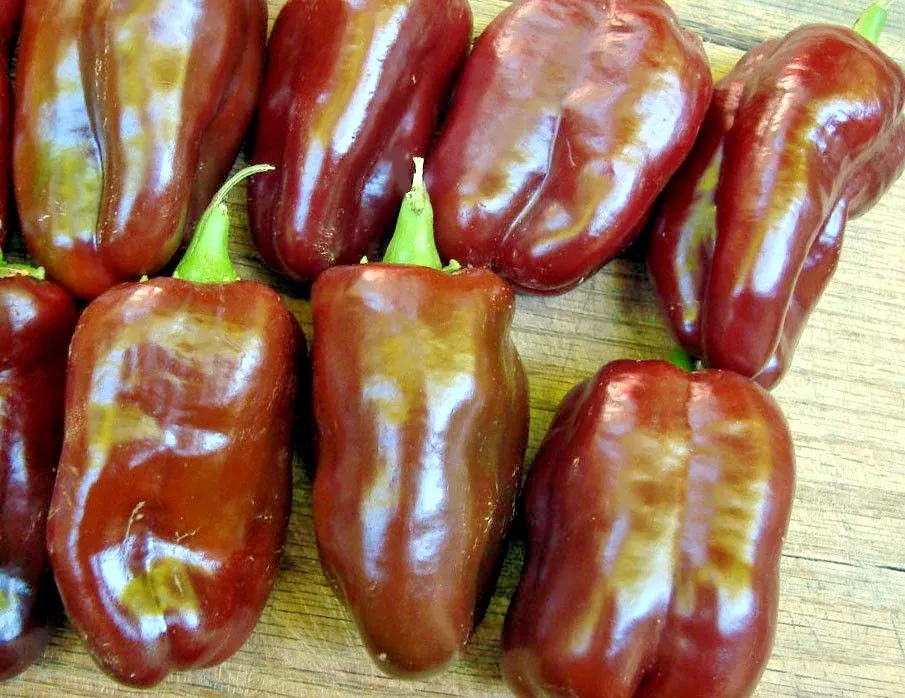 50 Chocolate Beauty Sweet Bell Pepper Seeds Organic Vegetable - £4.70 GBP