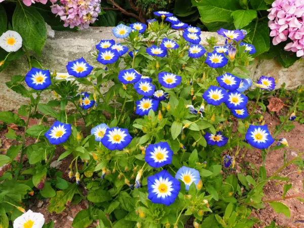 40 Dwarf Blue Flash Morning Glory Convolvulus Tricolor Violet Flower Vin... - £6.38 GBP
