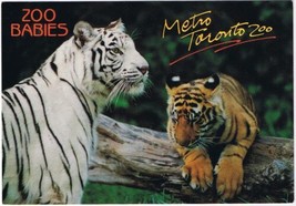 Postcard Animal Bengal Tiger &amp; Cub Zoo Babies Metro Toronto Zoo 4 1/2&quot; x 6 1/2&quot; - £3.15 GBP