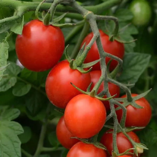 Tomato Seeds 25 Tomato Tidy Treats Cherry Tomato Fresh New - $14.50