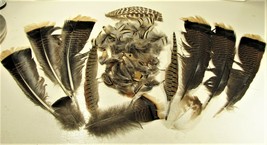 Turkey Pheasant Chukar Partridge Feathers Fly Tying Native American Earrings - £15.69 GBP