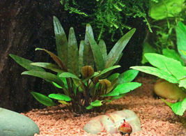 Live Aquarium Plants Cryptocoryne Petchii in Tissue Culture Crypt Green Tropica - £23.59 GBP