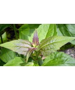 Daun Balakacida Nampong (Chromolaena odorata leaves) Powder, 80 gr - $410.54 MXN