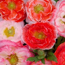 Double Shirley Poppy Seeds 1000+ Flower MIXED Colorful - $9.98