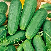 Garden Store 30 Seeds Homemade Pickles Cucumber Seeds Organic Summer Vegetable - £6.79 GBP