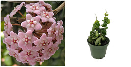 Hoya Rope Indian Hindu Exotic Wax Rather Easy Grow Indoor Live Plant 4&quot; ... - £67.52 GBP