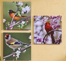 Bird Framed Prints Set of 3 Stretched Canvas Cardinals Oriole Outdoor 20&quot; x 20&quot; - £54.50 GBP