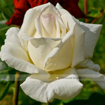 1 Professional , 50 seeds / , Yunnan White Rose Seed #NF421 - $6.88