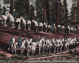 US Cavalry on Fallen Monarch Mariposa Big Tree Grove California UNP DB P... - £7.82 GBP