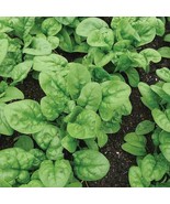 FMG 50 Seeds Spinach Seed Bloomsdale Long Standing Organic Fast Growing - $21.12 CAD