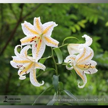 50 Seeds Lilium Lily Flower Fragrant Flower G Garden USA Shipping - £6.55 GBP