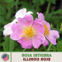 20 Illinois Rose Seeds Rosa Setigera Climbing Wild Rose Native Wildflower Garden - £6.14 GBP