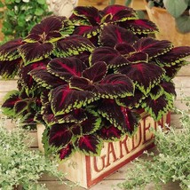 Fresh Seeds Red Coleus Foliage Plant Seed Coleus Red Kong Flower Seed 10 Seeds - $13.06