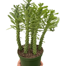 Euphorbia &#39;Sausage Spurge&#39;-4&quot;Pot - $28.41 CAD