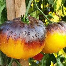 Purple Sunrise Tomato 10 Seeds Fast Ship Fresh Seeds USA SELLER - $11.99