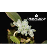 DENDROBIUM LEUCOCYANUM PNG MINIATURE ORCHID POTTED - $67.15