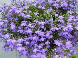 USA Lilac Purple Lobelia Regatta Lobelia Erinus Flower 200 Seeds - £8.57 GBP