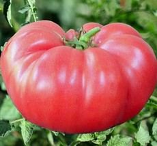 HGBO Pink Brandywine Tomato Seeds 100 Seeds Indeterminate Vegetable Garden From  - $8.72