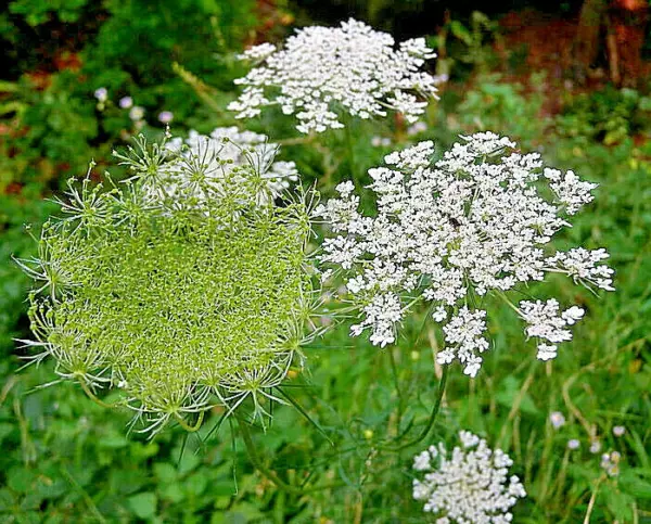 Queen Anns Lace 1005 Seeds Daucus Carota Wild Carrot Wildflower Hardy Bu... - $6.38