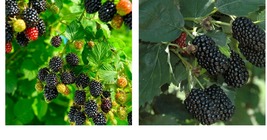 1-2 Yr Old 2 Prime Ark Freedom Live Thornless Blackberry Plants *Spring Shipping - £66.83 GBP
