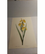 PIERRE JOSEPH REDOUTE BOTANICAL PRINT IRIS PSEUDACORUS PRINT BY LANGLOIS - $61.61 CAD
