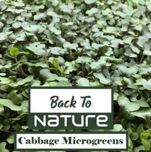 Cabbage Microgreen Seeds - Organic &amp; Non Gmo - Heirloom Seeds - Fresh US... - £2.86 GBP