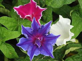 GIB Ipomoea Nil KikyoZaki Mix | 10 Seeds - £10.39 GBP