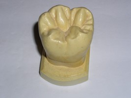 Dental Tooth Model Plaster Cast For Anatomy Morphology Teaching Lower 1s... - $19.99