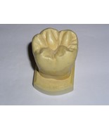 Dental Tooth Model Plaster Cast For Anatomy Morphology Teaching Lower 1s... - $366.80 MXN