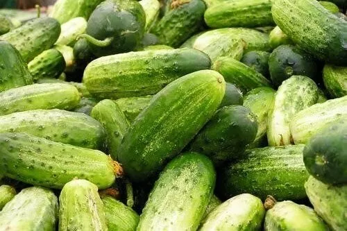 25 Seeds Chicago Cucumbers Burpless Vegetable Garden Organic Heirloom - $9.65