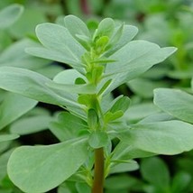 100 French Green Leaf Purslane Seeds Gardening Fresh USA Seller - £7.21 GBP