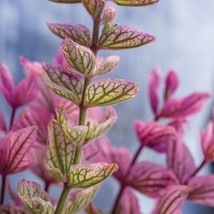 New Fresh 50 Pink Sundae Salvia Seeds - £6.89 GBP