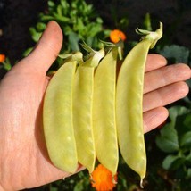 Fresh New Golden Sweet Snow Pea Seeds Vegetable Seeds Seed Packets India... - $18.26