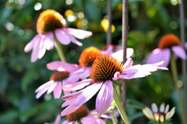 SEPTH 400+ Echinacea Purpurea Seed - Purple Coneflower Perennial Medicinal Herb  - £3.58 GBP