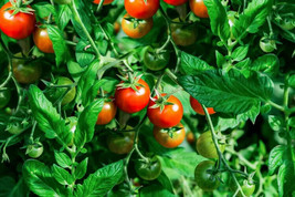 50 Matina Tomato Vegetable Seeds Fresh Garden - $10.90