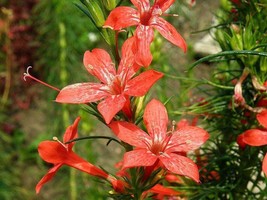 Ipomopsis Rubra Standing Cypress Red Flowers Seeds Garden Fresh USA Shipping - £10.80 GBP