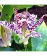 Imported Toad Lily Plant Outdoor Charming Perennial Bonsai 100 Seeds - $163.39 MXN