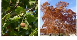 Live Plant - American Sycamore Tree - 36&quot; Tall Seedling - Platanus occidentalis - £63.33 GBP