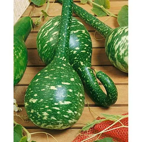 Fresh Long Handle Dipper Gourd Seeds For Planting 20 Seeds Garden - £13.18 GBP