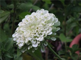 FMG 170 Seeds Zinnia Polar Bear White Flower Zinnia Groco Fast Grow - $9.25
