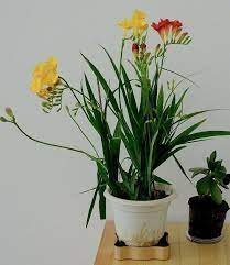 200 seeds Freesias Bonsai Gorgeous Colorful & Fragrant Plants Item image 4